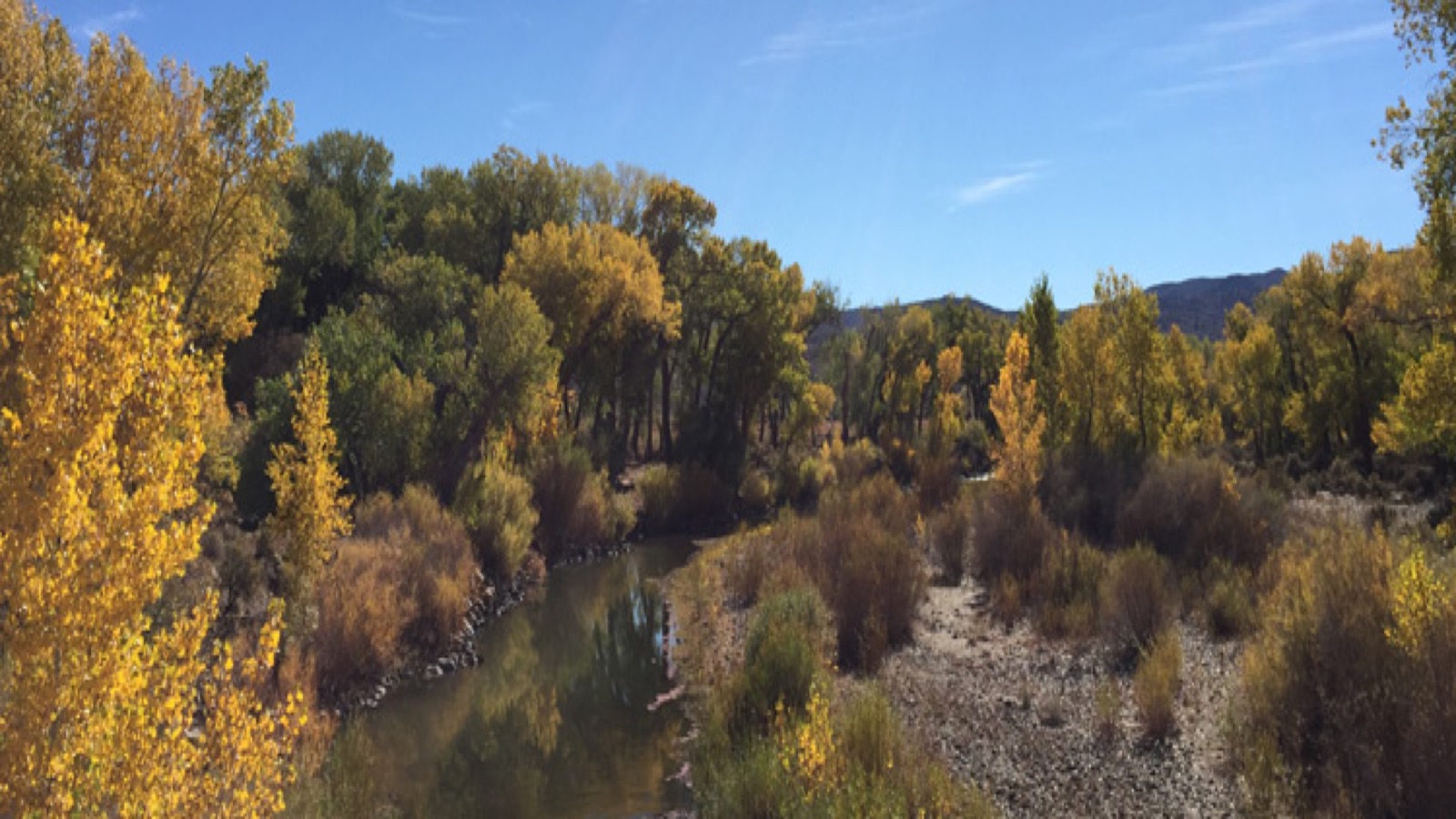 The Carson River in autumn, lined with yellow cottonwoods and willows under a clear blue sky